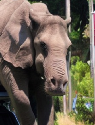 File:Erse.png
