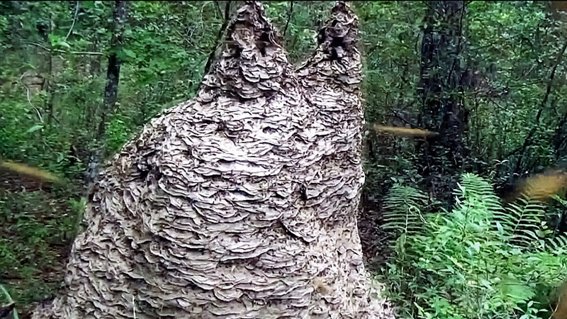 File:Bilb Wasp Home.png