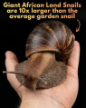 Thumbnail for version as of 12:36, 19 August 2026