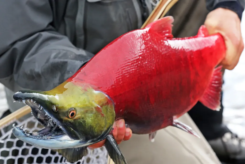 File:SalmonSong.png