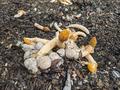 Longspore Fungus