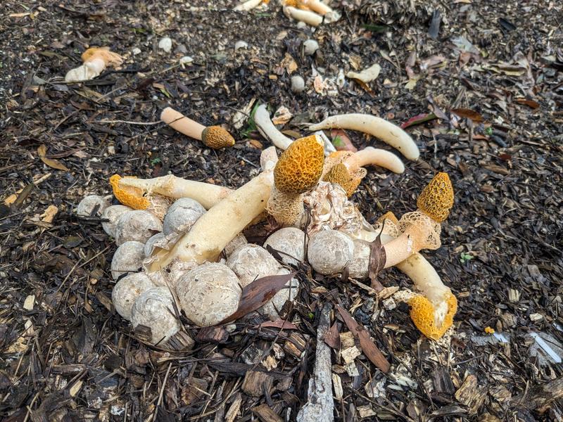 File:Longoom Sporelax.jpg